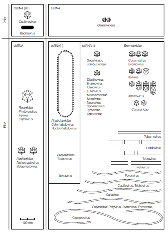 672_Transmission, infection, and systemic spread.png